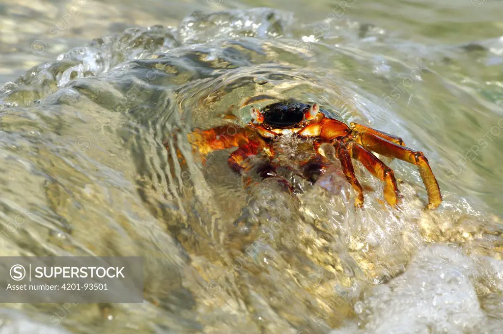 Rock Crab (Neosarmatium meinerti), Aldabra, Seychelles