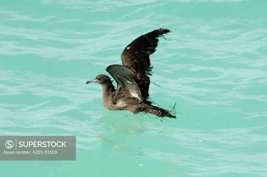 Wedge-tailed Shearwater (Puffinus pacificus) entangled in branches, Aldabra, Seychelles