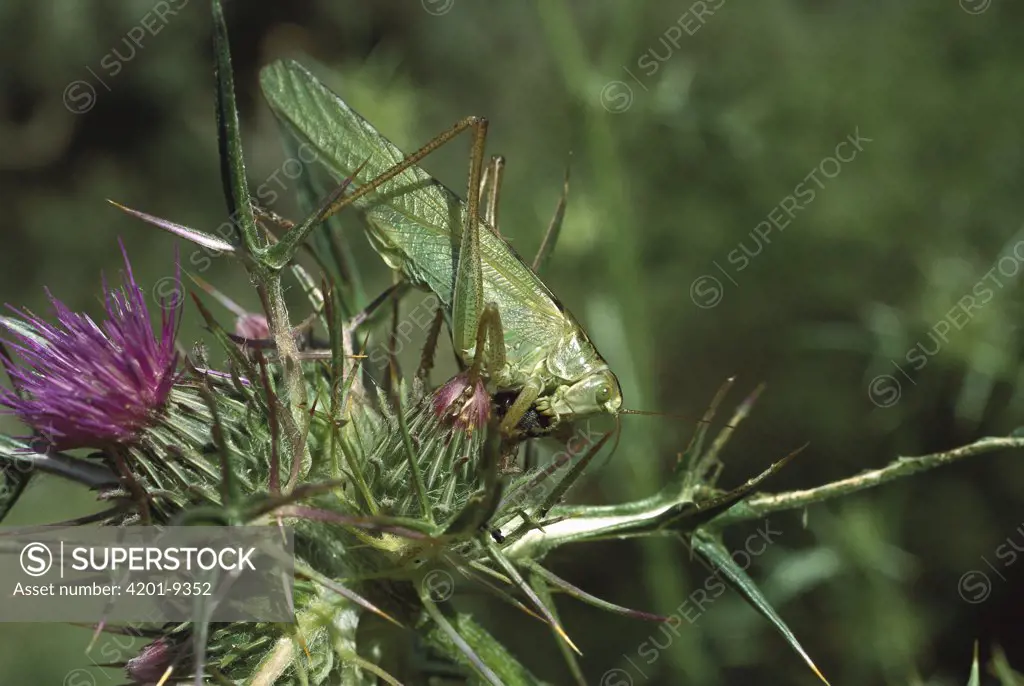 Great Green Bush Cricket, (Tettigonia viridissima) on thistle, Turkey