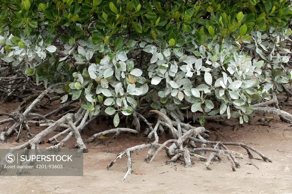 Mangrove roots and foliage on beach, Aldabra, Seychelles