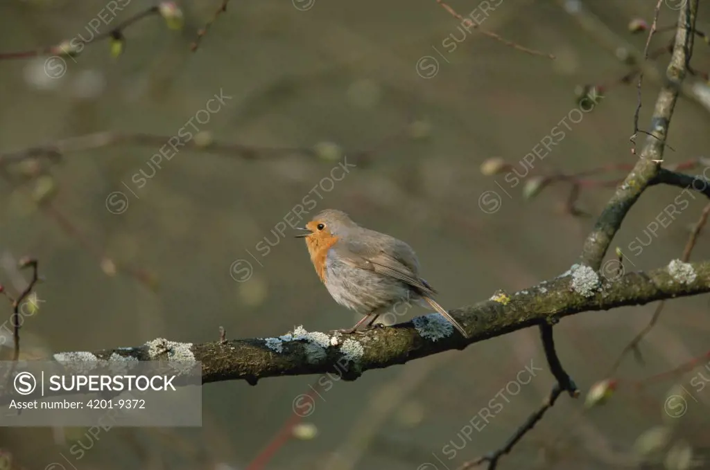 European Robin (Erithacus rubecula) singing, Germany