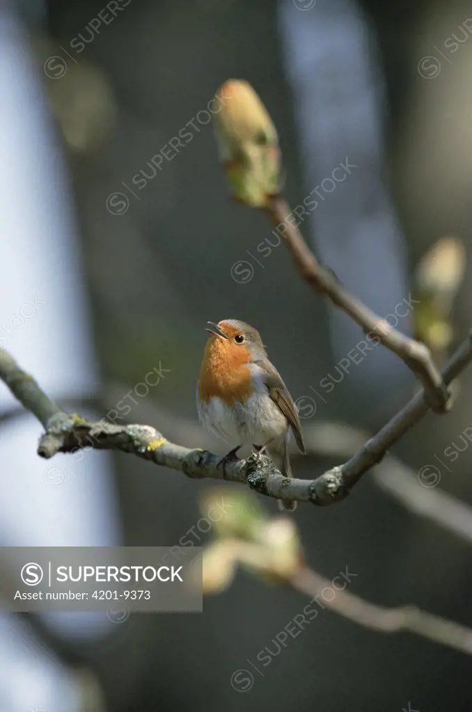 European Robin (Erithacus rubecula) singing, Germany