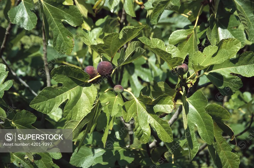 Common Fig (Ficus carica) fruiting, Italy