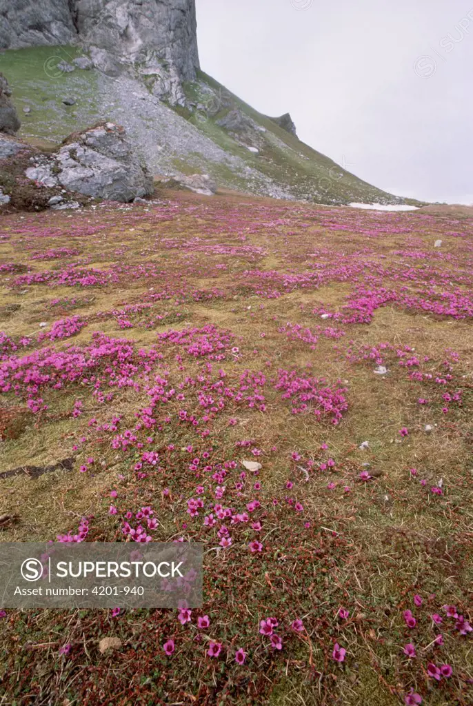 Purple Saxifrage (Saxifraga oppositifolia) blooming on tundra fertilized by seabird nesting cliff run-off, Hornsund, Spitsbergen, Svalbard, Norwegian Arctic