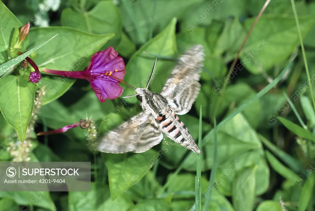 Convolvulus Hawk-moth (Agrius convolvuli) feeding on flower with proboscis, Italy