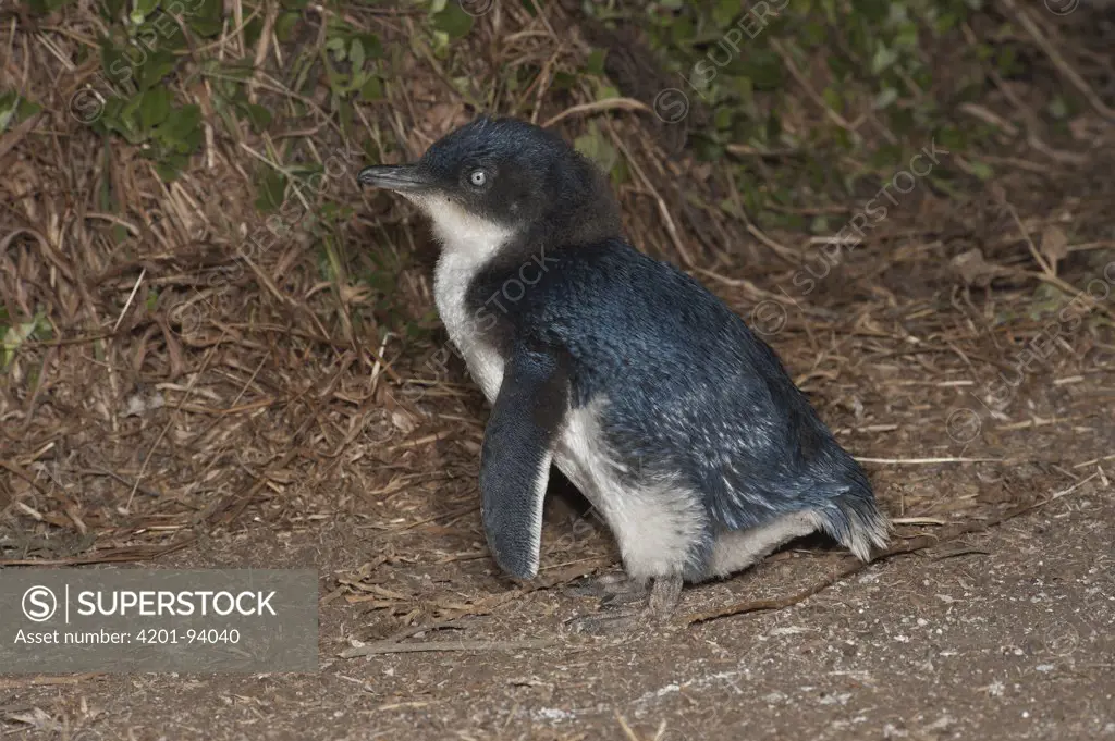 Little Blue Penguin (Eudyptula minor) fledged chick waiting to be fed by parent, Phillip Island, Australia