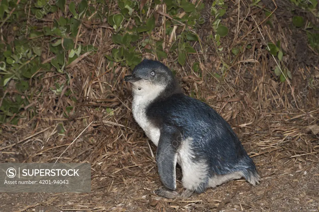Little Blue Penguin (Eudyptula minor) fledged chick waiting to be fed by parent, Phillip Island, Australia
