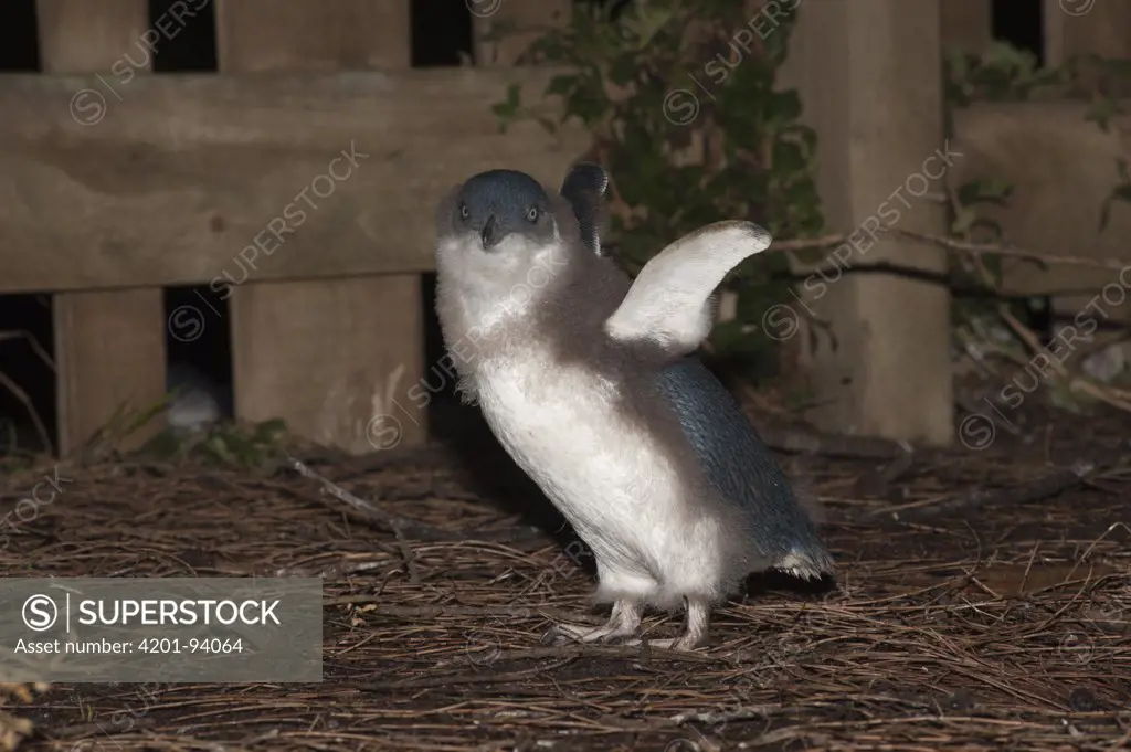 Little Blue Penguin (Eudyptula minor) chick losing its down prior to fledging, Phillip Island, Australia