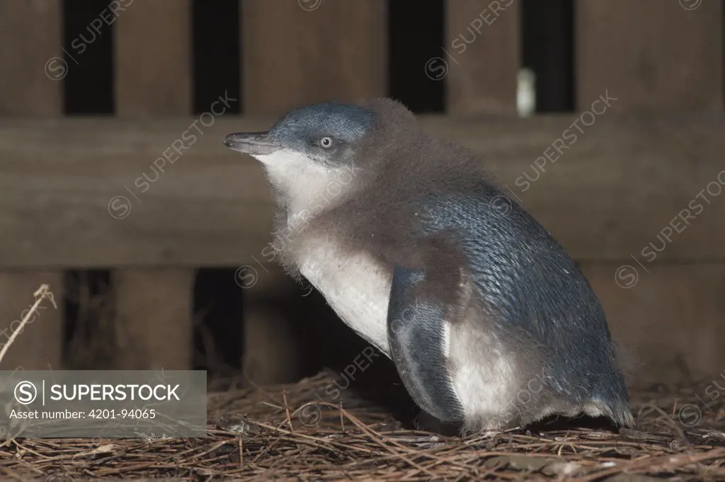 Little Blue Penguin (Eudyptula minor) chick losing its down prior to fledging, Phillip Island, Australia