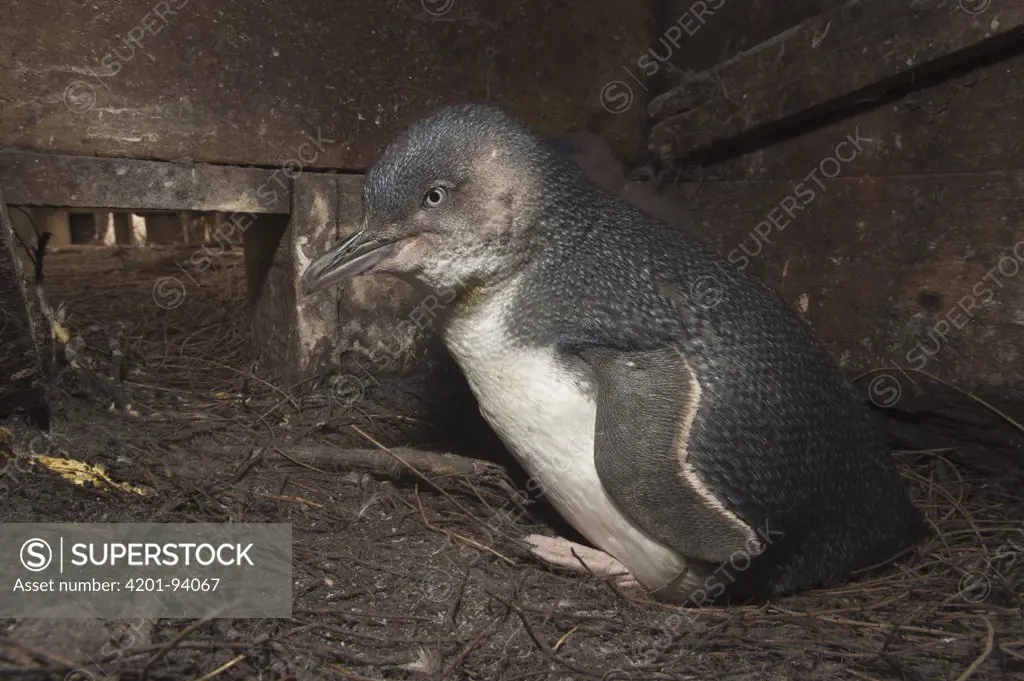 Little Blue Penguin (Eudyptula minor) in nest box for breeding, Phillip Island, Australia