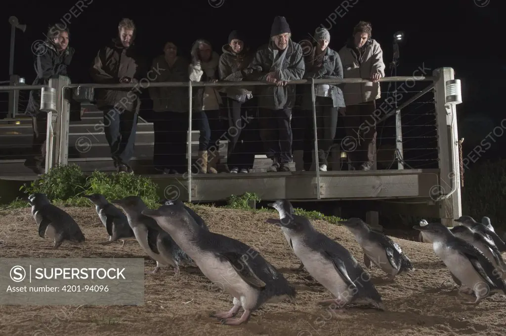 Little Blue Penguin (Eudyptula minor) returning to beach at night while being watched by tourists, Phillip Island, Australia