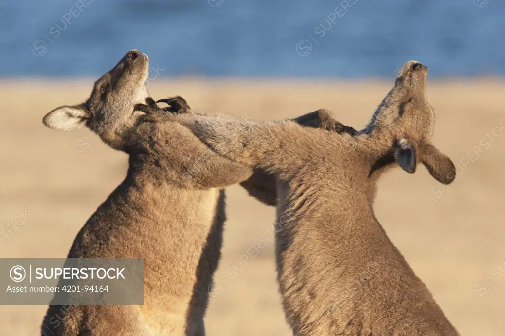 Eastern Grey Kangaroo (Macropus giganteus) males fighting for dominance and access to females, Maria Island National Park, Australia