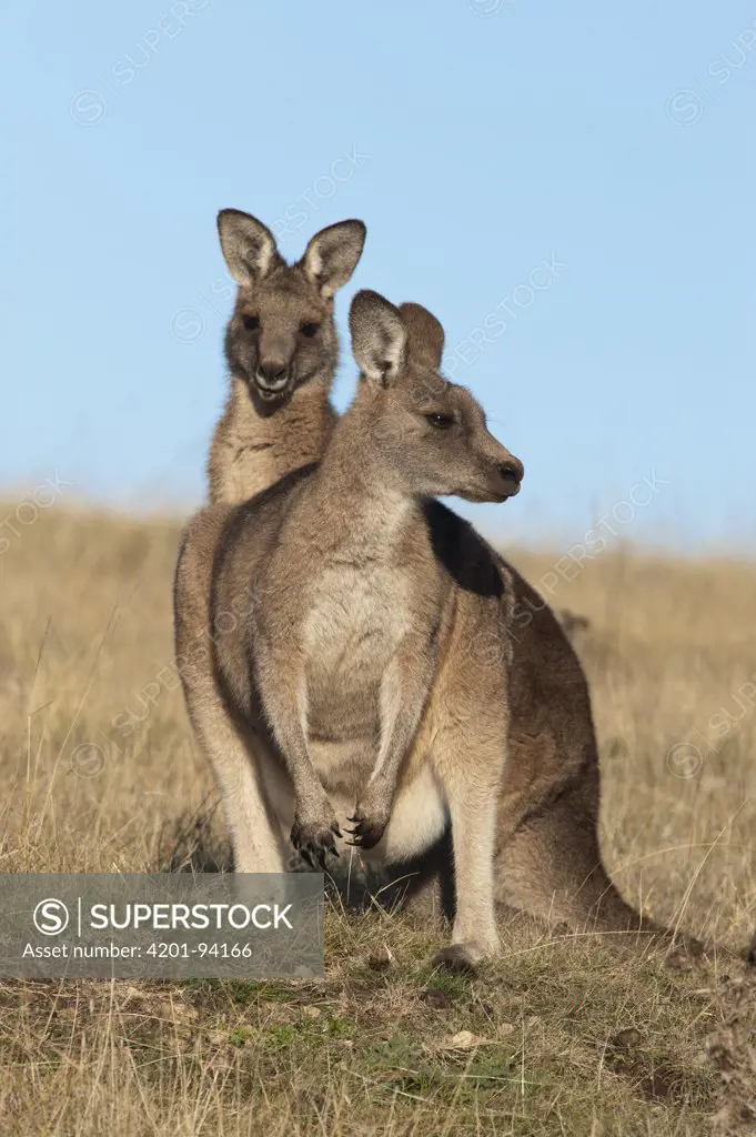 Eastern Grey Kangaroo (Macropus giganteus) female with large juvenile, Maria Island National Park, Australia