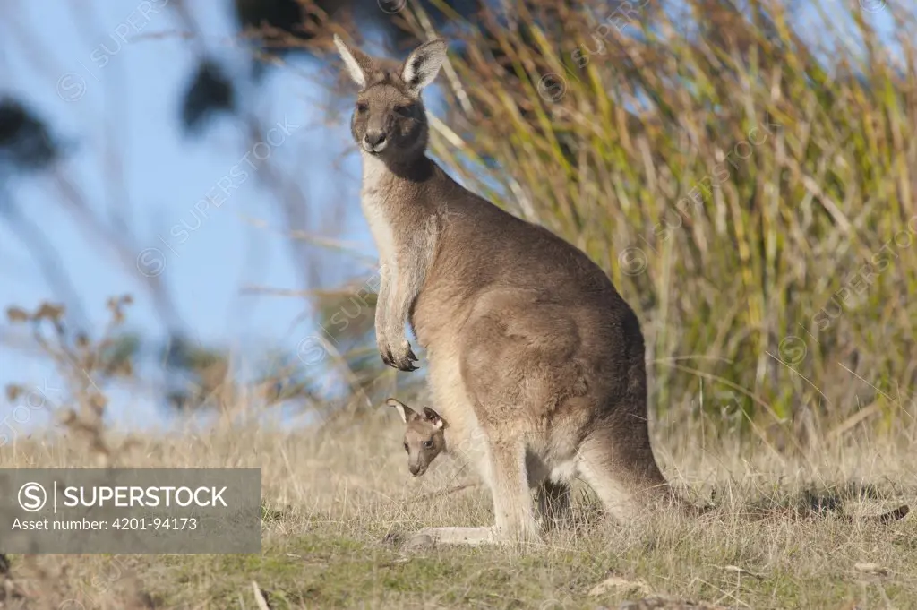 Eastern Grey Kangaroo (Macropus giganteus) female with joey in pouch, Maria Island National Park, Australia