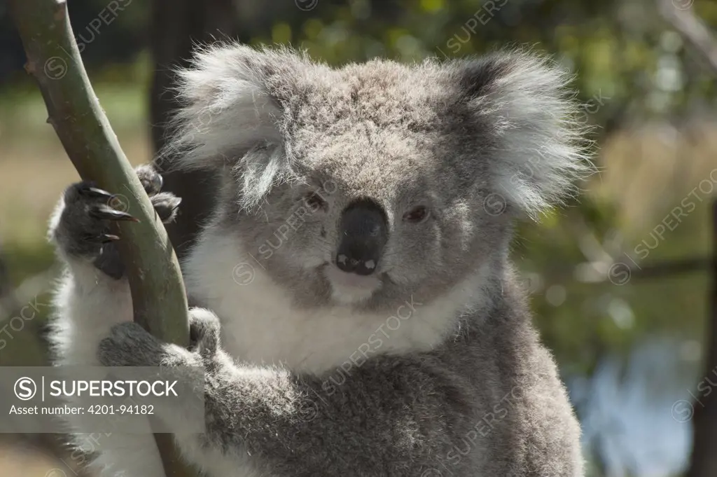 Koala (Phascolarctos cinereus), Phillip Island, Australia