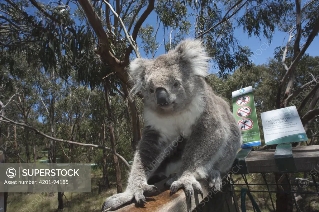 Koala (Phascolarctos cinereus) using a railing to travel from one tree to another, Phillip Island, Australia