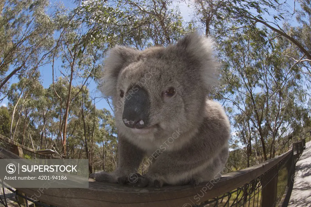 Koala (Phascolarctos cinereus) using a railing to travel from one tree to another, Phillip Island, Australia