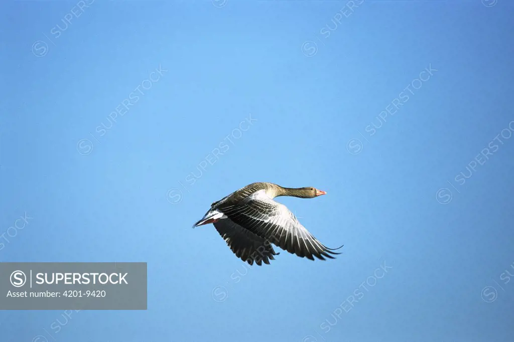 Greylag Goose (Anser anser) flying, Germany