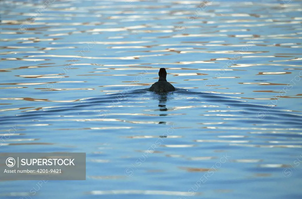 Coot (Fulica atra) swimming away, Germany
