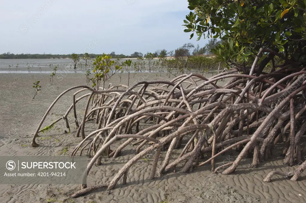 Aerial root system of mangroves exposed at low tide, Torres Strait, Australia