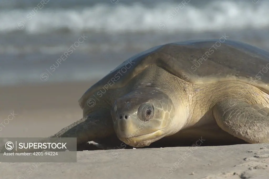 Flatback Turtle (Natator depressa) female coming ashore to nest, Torres Strait, Australia