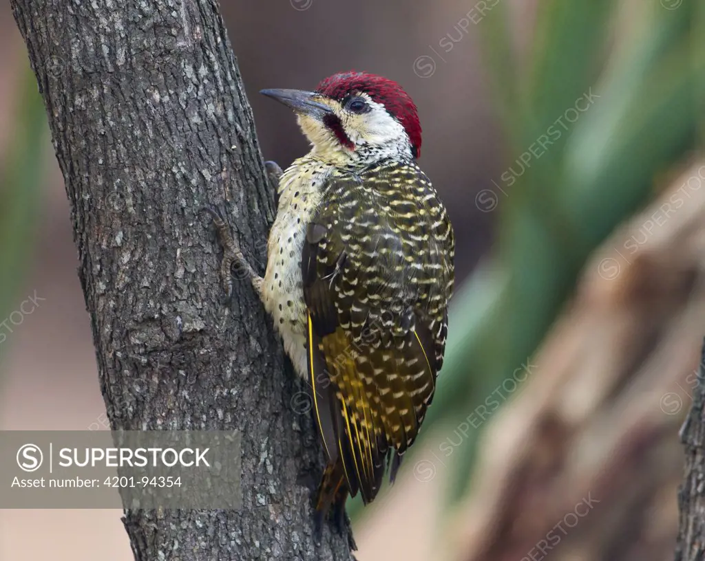 Bennett's Woodpecker (Campethera bennettii) foraging on a tree trunk, Kruger National Park, South Africa