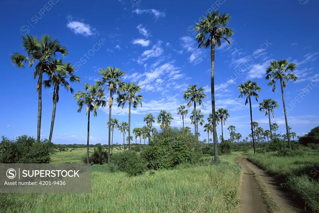 Borassus Palm (Borassus bellidiformis) along dirt road, Tarangire National Park, Tanzania