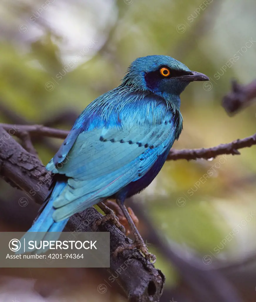 Greater Blue-eared Glossy-Starling (Lamprotornis chalybaeus), Kruger National Park, South Africa