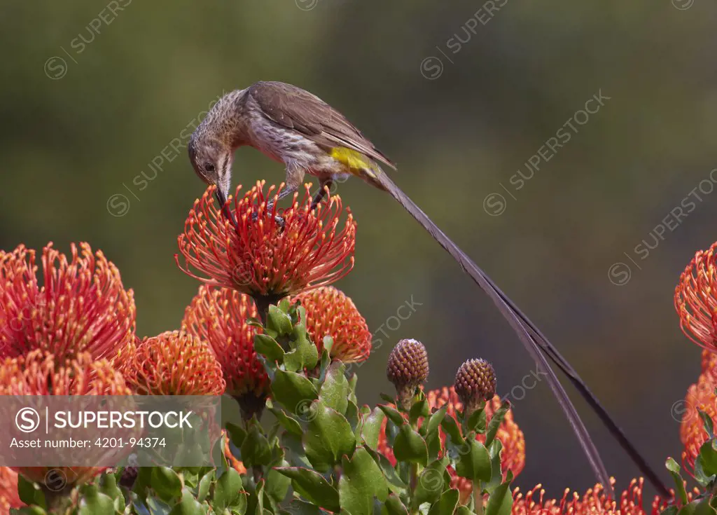 Cape Sugarbird (Promerops cafer) on Pincushion (Leucospermum cordifolium) flower, Kirstenbosch Garden, Cape Town, South Africa