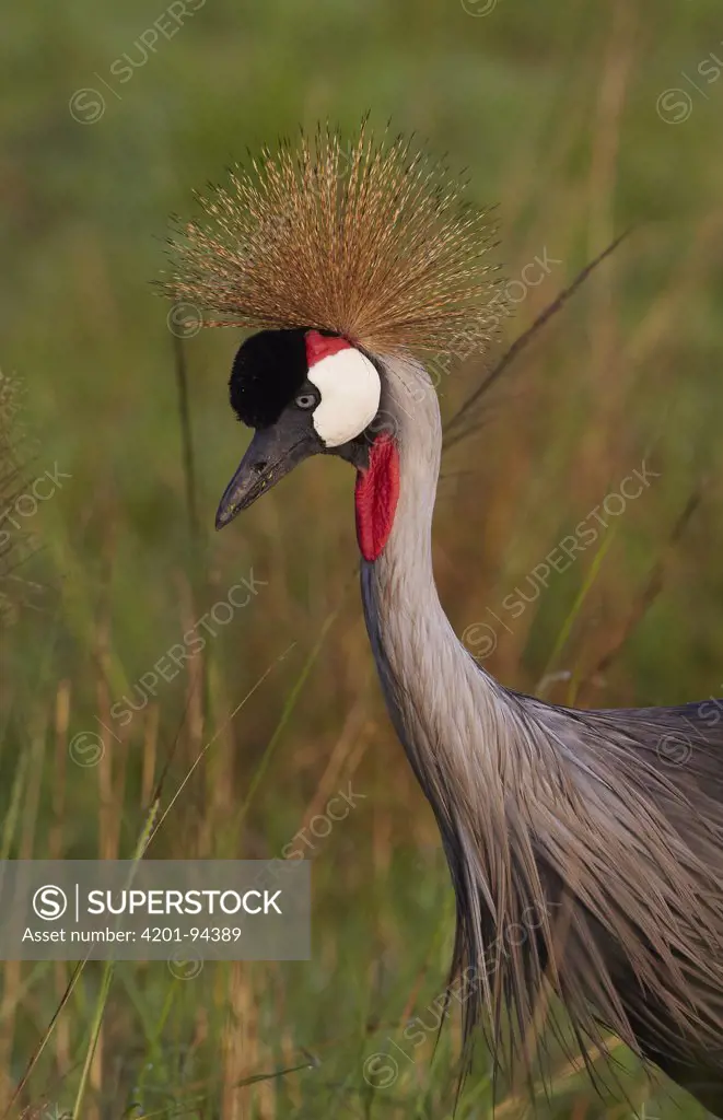 Grey Crowned Crane (Balearica regulorum), Queen Elizabeth National Park, Uganda