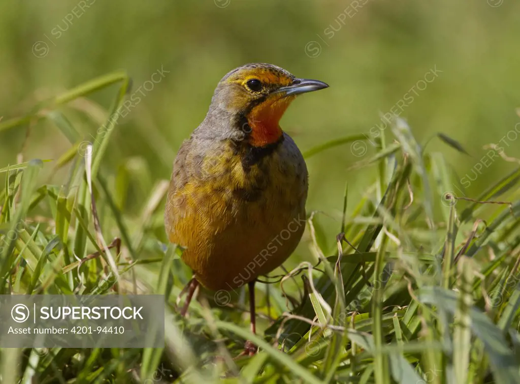 Cape Longclaw (Macronyx capensis) male foraging, Cape Town, South Africa