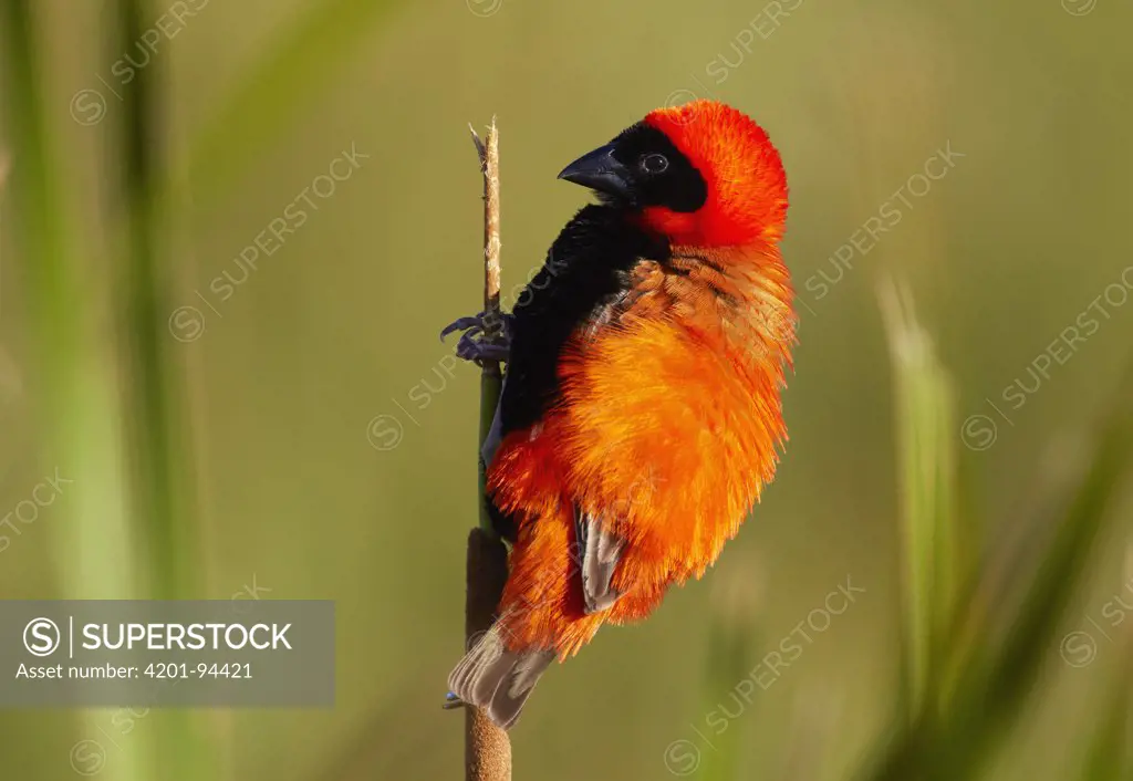 Red Bishop (Euplectes orix) displaying on a reed, Cape Town, South Africa