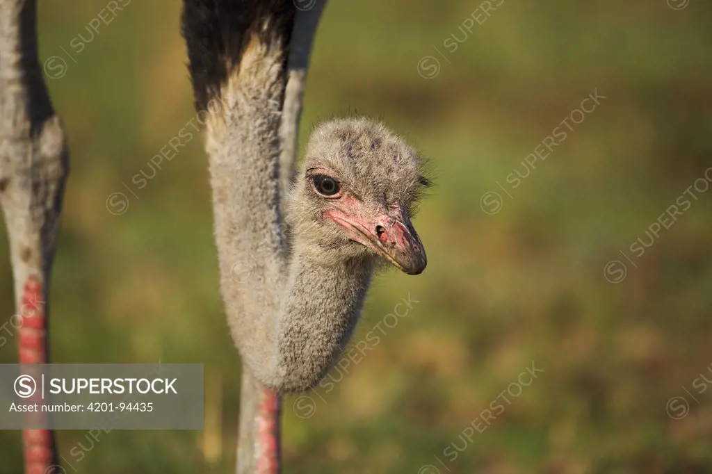 Ostrich (Struthio camelus), Rietvlei Nature Reserve, Gauteng, South Africa