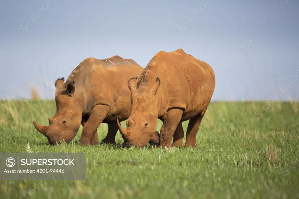 White Rhinoceros (Ceratotherium simum) pair grazing, Rietvlei Nature Reserve, Gauteng, South Africa