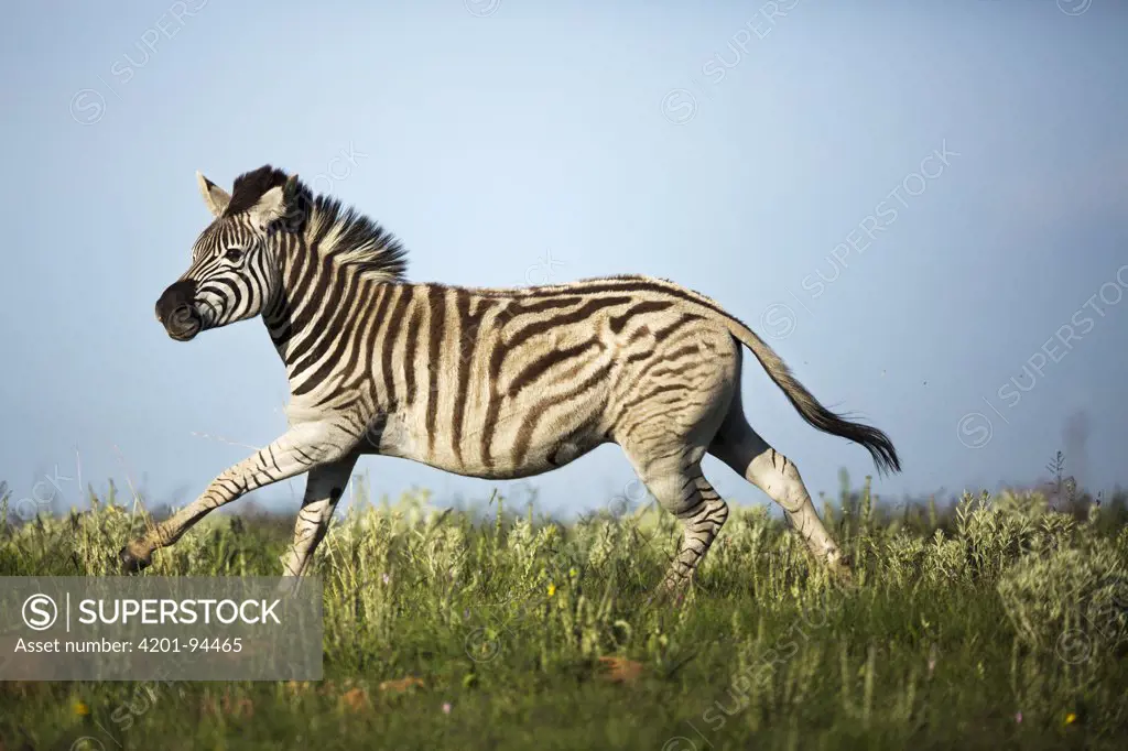Burchell's Zebra (Equus burchellii) running, Rietvlei Nature Reserve, Gauteng, South Africa