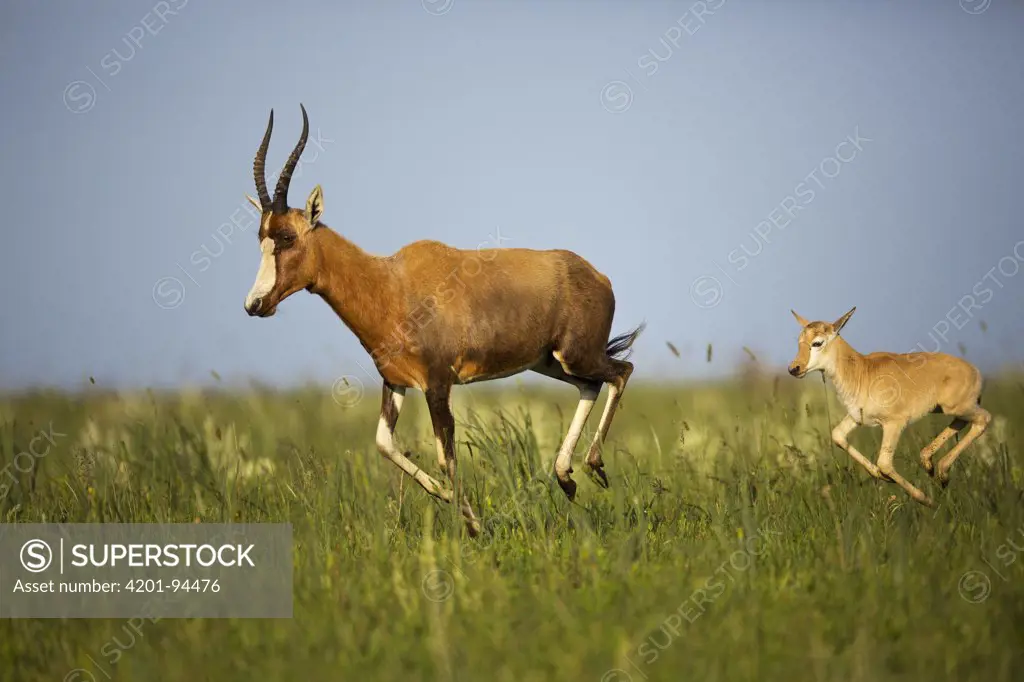 Blesbok (Damaliscus dorcas phillipsi) parent and calf running, Rietvlei Nature Reserve, Gauteng, South Africa