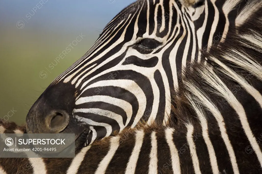 Burchell's Zebra (Equus burchellii) resting its head on the back of another, Rietvlei Nature Reserve, Gauteng, South Africa