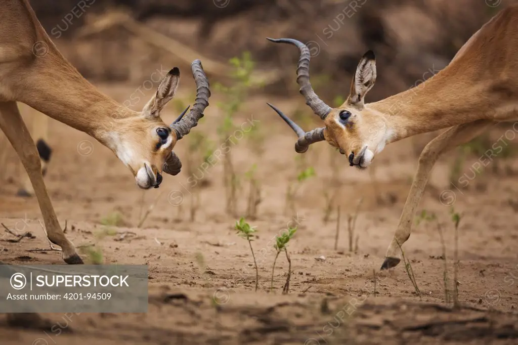 Impala (Aepyceros melampus) males fighting, Limpopo, South Africa