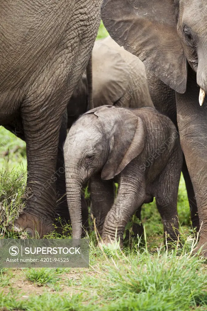 African Elephant (Loxodonta africana) calf walking among herd, Kruger National Park, Limpopo, South Africa