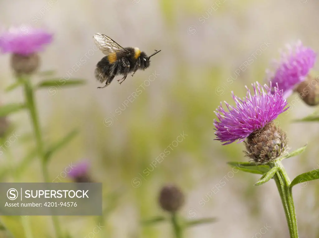 Buff-tailed Bumblebee (Bombus terrestris) worker flying to Knapweed (Centaurea sp) flower, England