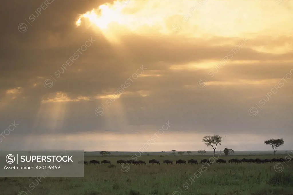 Blue Wildebeest (Connochaetes taurinus) herd migrating across the Serengeti, Africa