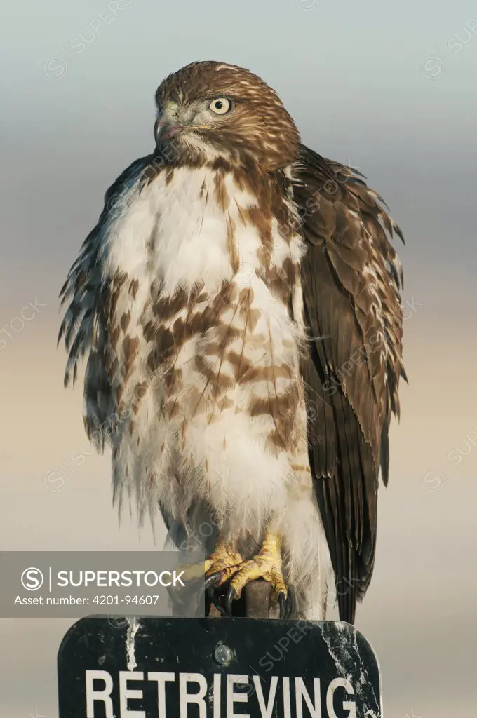 Red-tailed Hawk (Buteo jamaicensis) on sign, Tule Lake National Wildlife Refuge, California