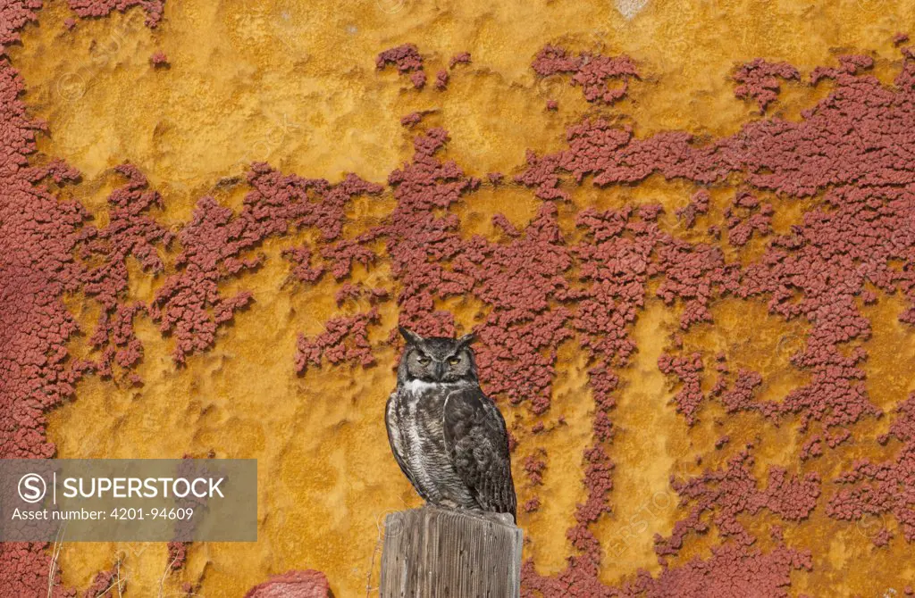 Great Horned Owl (Bubo virginianus) perching by crumbling barn wall, Tule Lake National Wildlife Refuge, California