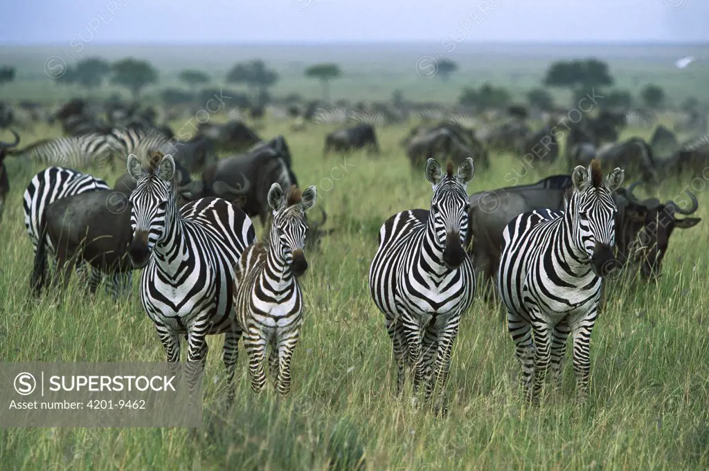 Burchell's Zebra (Equus burchellii) group and Wildebeest, Serengeti National Park, Tanzania