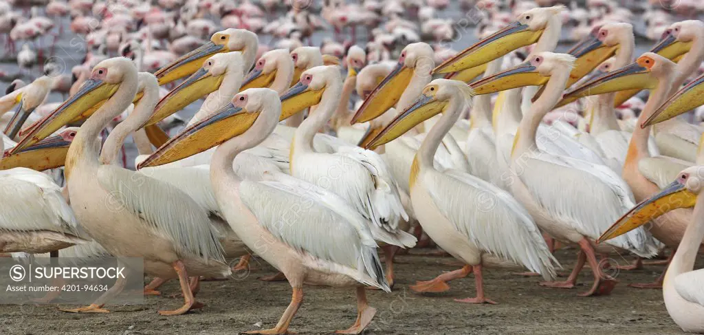 Great White Pelican (Pelecanus onocrotalus) flock, Lake Nakuru, Lake Nakuru National Park, Kenya