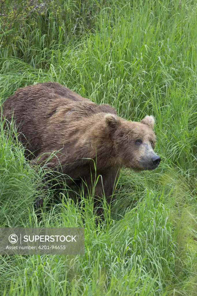 Grizzly Bear (Ursus arctos horribilis) male, Brooks River, Katmai National Park, Alaska