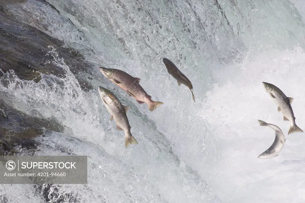 Sockeye Salmon (Oncorhynchus nerka) group jumping up waterfall, Brooks Falls, Katmai National Park, Alaska