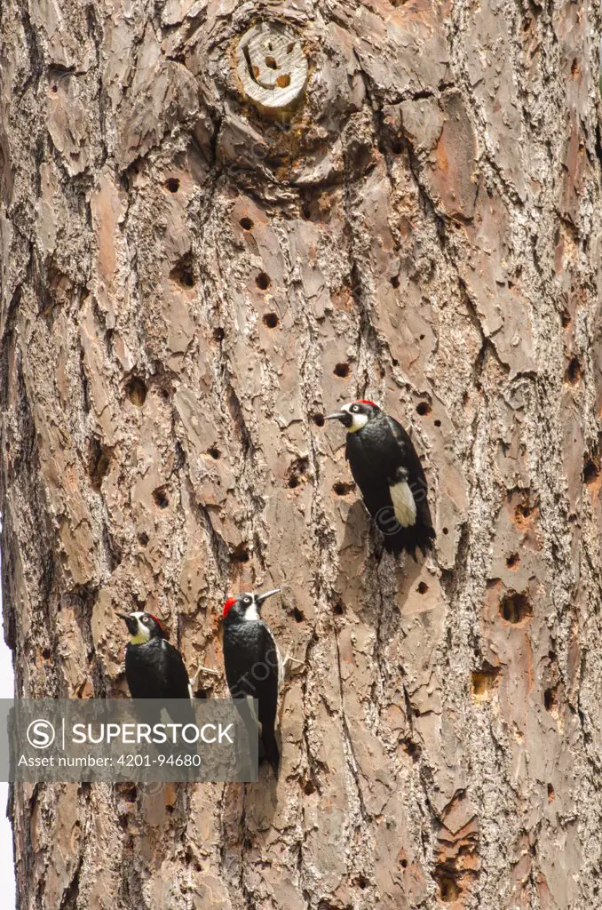Acorn Woodpecker (Melanerpes formicivorus) male and females on trunk littered with their holes, Monterey, California