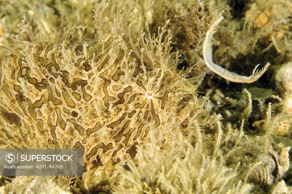 Striated Frogfish (Antennarius striatus) camouflaged and using its lure to attract prey, West Palm Beach, Florida