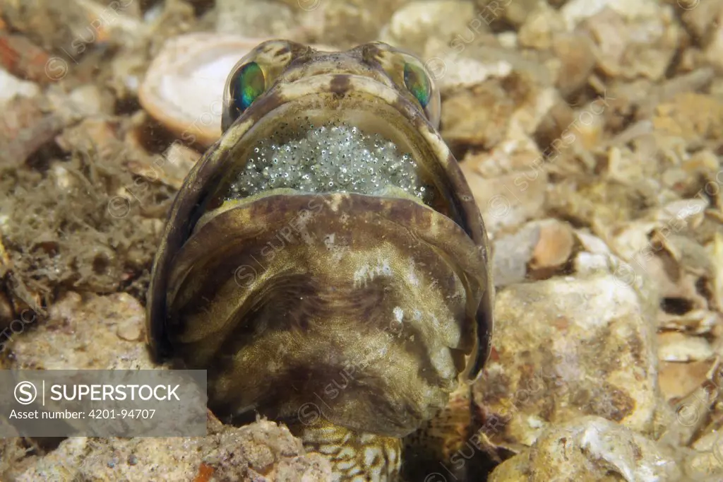 Banded Jawfish (Opistognathus macrognathus) male incubating and aerating clutch of eggs, West Palm Beach, Florida